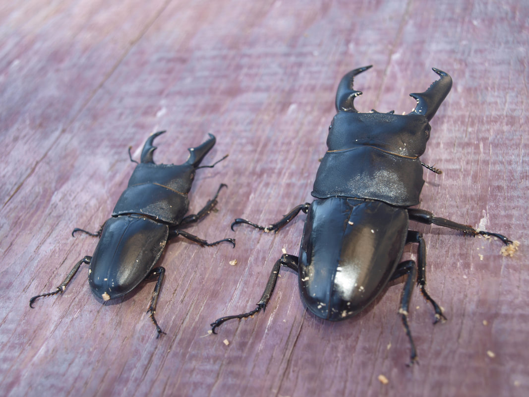Dorcus Titanus Stag Beetles - Brown's Beetles